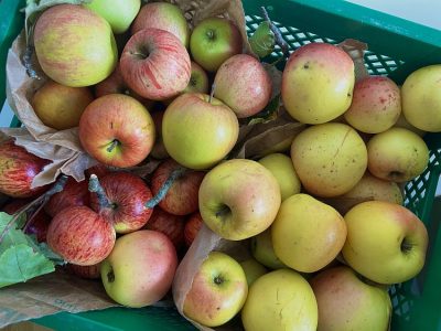 Schulobst mal anders – eine fruchtige Überraschung aus dem heimischen Garten